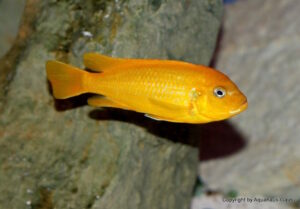 Metriaclima sp. 'msobo' Pombo Rocks